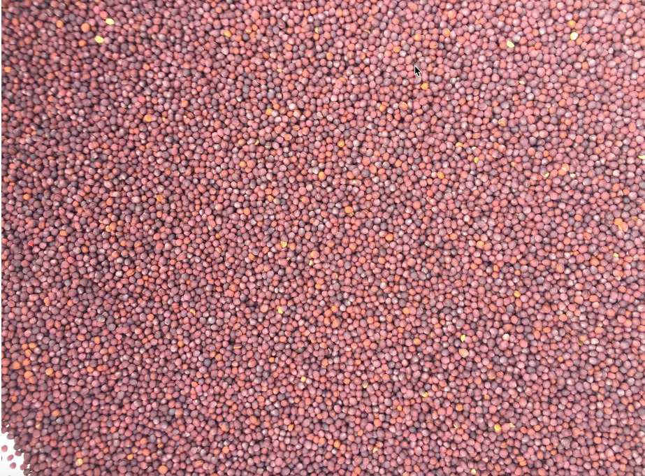 Canola Seed Dressed and Treated Grain & Seed Canola For